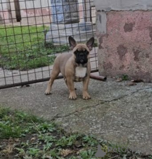 Photo №1. bouledogue - à vendre en ville de Zrenjanin | négocié | Annonce №77415