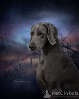 Photos supplémentaires: Chiots Weimar Hound de haute race