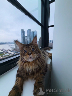 Photo №2 de l'annonce № 155508 de la vente maine coon - acheter à Allemagne annonce privée