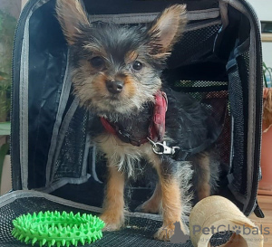 Photo №1. yorkshire terrier - à vendre en ville de Virginia Beach | 379€ | Annonce №101289