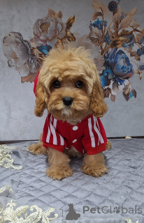 Photo №4. Je vais vendre kavapoun en ville de Minsk.  - prix - 969€