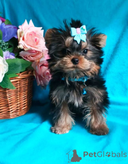 Photo №2 de l'annonce № 139047 de la vente yorkshire terrier - acheter à Fédération de Russie annonce privée