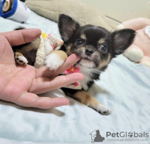 Photo №1. chihuahua - à vendre en ville de Montreal | 473€ | Annonce №103612