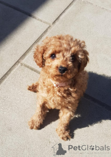 Photo №1. chien bâtard - à vendre en ville de Zürich | 390€ | Annonce №139606