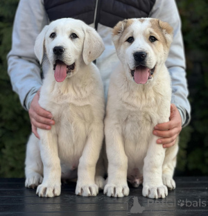 Photo №2 de l'annonce № 135762 de la vente berger d'asie centrale - acheter à Serbie annonce privée