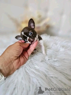 Photo №2 de l'annonce № 126843 de la vente chihuahua - acheter à France éleveur