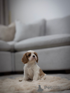 Photo №1. cavalier king charles spaniel - à vendre en ville de Aarau | 500€ | Annonce №163933