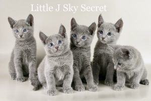 Photo №3. Kennel certifié & quot; Sky Secret & quot; offre des chatons de race. Fédération de Russie