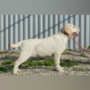 Photo №3. Chiots Labrador Retriever. Fédération de Russie