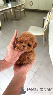 Photo №1. caniche (jouet) - à vendre en ville de Торонто | Gratuit | Annonce №138605