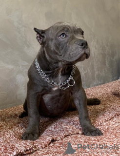 Photo №1. american bully - à vendre en ville de Belgrade | négocié | Annonce №108285