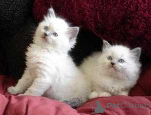 Photo №1. ragdoll - à vendre en ville de Alain | 550€ | Annonce № 163706