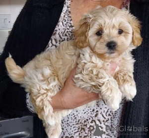 Photo №2 de l'annonce № 69119 de la vente maltipu - acheter à La finlande 