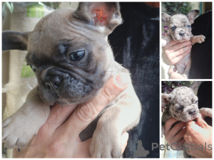 Photo №2 de l'annonce № 172393 de la vente bouledogue - acheter à Biélorussie 