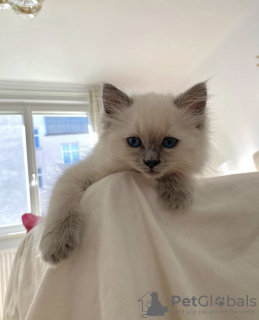 Photo №4. Je vais vendre ragdoll en ville de Гамбург. annonce privée, éleveur - prix - 400€