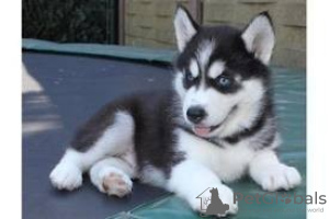 Photo №1. husky de sibérie - à vendre en ville de Малага | 300€ | Annonce №122717