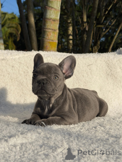 Photo №2 de l'annonce № 171274 de la vente bouledogue - acheter à Suède éleveur