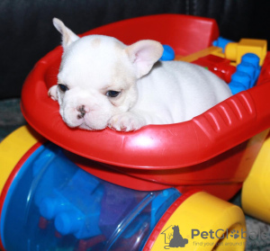 Photo №4. Je vais vendre bouledogue en ville de Ingolstadt. annonce privée - prix - 246€