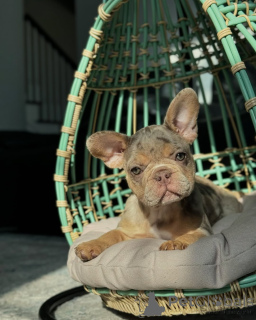 Photo №1. bouledogue - à vendre en ville de Munich | 750€ | Annonce №150636