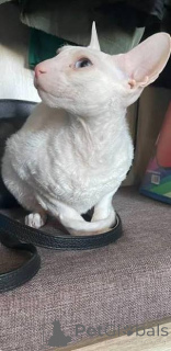 Photo №1. cornish rex - à vendre en ville de Stassen | négocié | Annonce № 173129