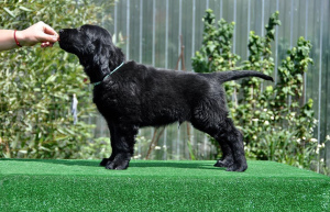 Photos supplémentaires: Chiots pour retriever aux cheveux raides