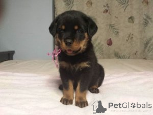 Photo №1. rottweiler - à vendre en ville de Amsterdam | Gratuit | Annonce №154177