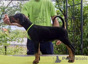Photo №1. dobermann - à vendre en ville de Belgrade | 1000€ | Annonce №152938