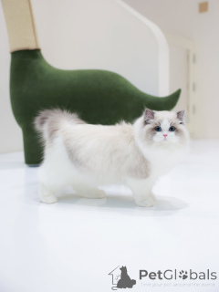 Photo №4. Je vais vendre ragdoll en ville de Friborg. annonce privée - prix - négocié