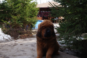 Photo №3. Mastiff tibétain. Chiots. Fédération de Russie