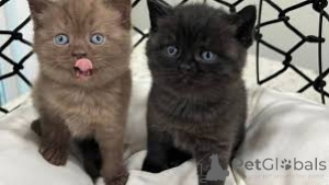 Photo №2 de l'annonce № 168355 de la vente british shorthair - acheter à Pologne annonce privée, éleveur