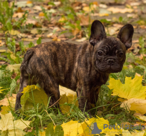 Photo №1. bouledogue - à vendre en ville de Москва | 1200€ | Annonce №16506