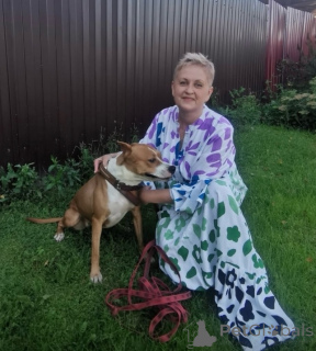 Photo №3. Le chien Helga recherche une famille. Entre de bonnes mains.. Fédération de Russie