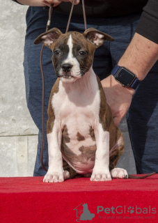 Photos supplémentaires: Chiots American Staffordshire Terrier d'origine internationale