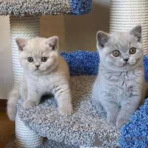 Photo №1. british shorthair - à vendre en ville de Luxembourg | 400€ | Annonce № 172625