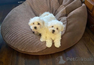 Photo №1. bichon maltais - à vendre en ville de Luxembourg | 400€ | Annonce №169037