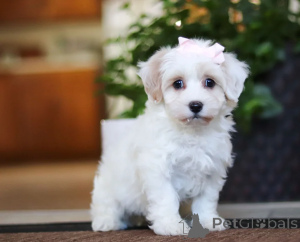 Photo №1. maltipu - à vendre en ville de Dubaï | négocié | Annonce №158659