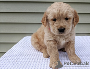 Photo №2 de l'annonce № 56555 de la vente golden retriever - acheter à USA éleveur