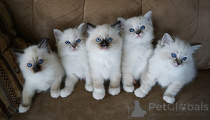 Photo №1. ragdoll - à vendre en ville de Wolvesnewton | 562€ | Annonce № 174801