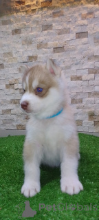 Photo №1. husky de sibérie - à vendre en ville de Minneapolis | 872€ | Annonce №157315