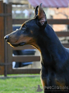 Photo №4. Je vais vendre dobermann en ville de Belgrade. éleveur - prix - négocié