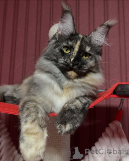Photo №1. maine coon - à vendre en ville de Alta | négocié | Annonce № 155322