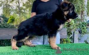 Photos supplémentaires: Beaux chiots GSD d'Europe à vendre