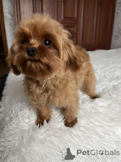 Photo №1. maltipu - à vendre en ville de Kiev | 1500€ | Annonce №157860