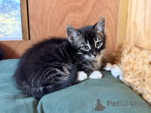 Photo №2 de l'annonce № 172430 de la vente bengal - acheter à L'Autriche éleveur