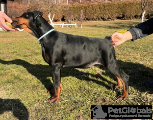 Photo №3. Doberman. Serbie
