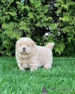 Photo №3. Chow-Chow-Welpen. Allemagne