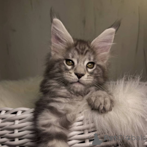 Photo №4. Je vais vendre maine coon en ville de Brider. éleveur - prix - négocié