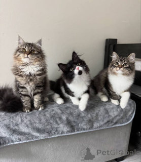 Photo №2 de l'annonce № 157499 de la vente maine coon - acheter à Allemagne 