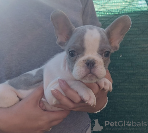 Photo №4. Je vais vendre bouledogue en ville de Belgrade.  - prix - négocié