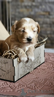 Photo №4. Je vais vendre bichon havanais en ville de Zrénjanin. éleveur - prix - négocié